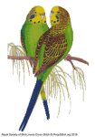 (image for) RSBL Parakeet Budgerigar